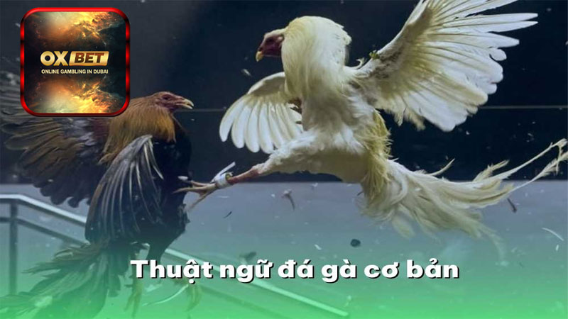 Các thuật ngữ đá gà khác