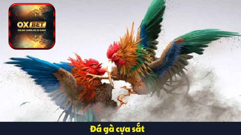 Cách chọn gà cửa sắt tốt trên Oxbet